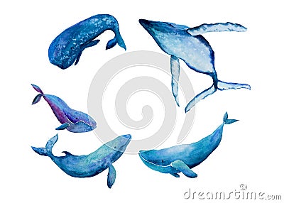 Vector Watercolor illustration Whale Family. Five blue whales Cartoon Illustration