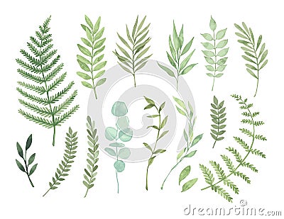 Vector watercolor illustrations. Botanical clipart. Set of Green Vector Illustration