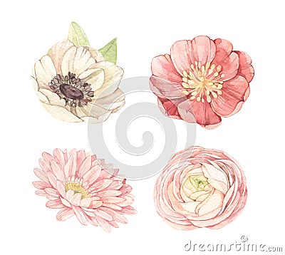 Vector watercolor illustrations - gentle flowers. Botanical design elements with Ranunculus, anemone, gerberas. Perfect for weddin Vector Illustration