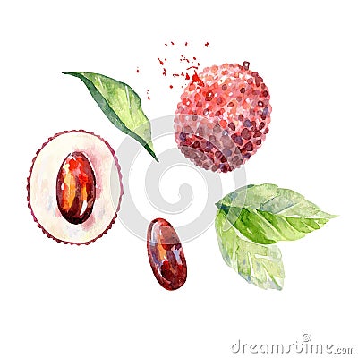 Vector Watercolor lychee. Cartoon Illustration