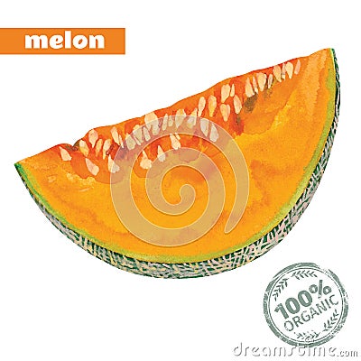 Vector watercolor melon Vector Illustration