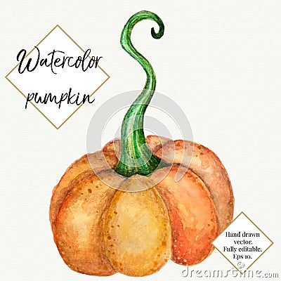 Vector watercolor pumpkin isolated on white background. Hand painted, hand drawn vegetable. Halloween, thanksgiving Vector Illustration