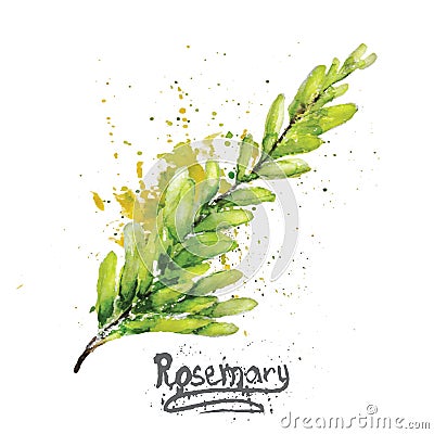 Vector watercolor rosemary green branch with Vector Illustration