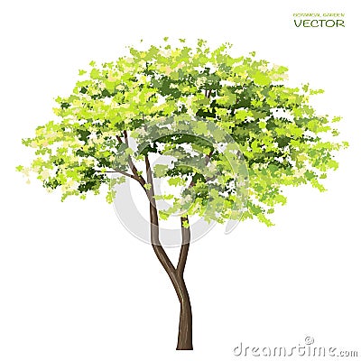 Vector watercolor of tree side view isolated on white background for landscape and architecture drawing, elements for environment Vector Illustration