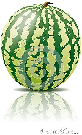 Vector watermelon fruit Vector Illustration