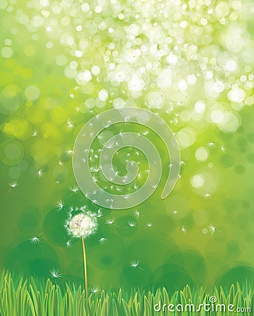 Vector white dandelion. Vector Illustration