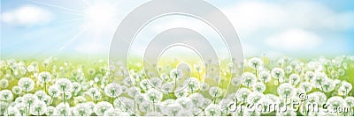 Vector white dandelions meadow. Spring nature background Vector Illustration