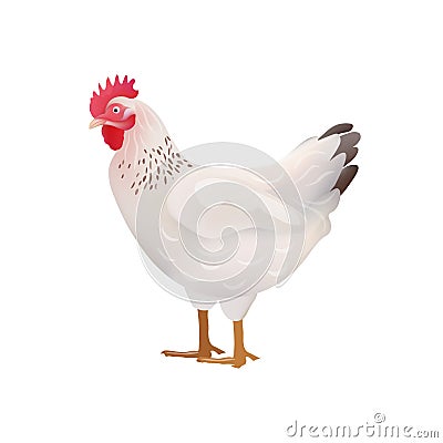 Vector White Hen, Chicken Illustration Icon Vector Illustration