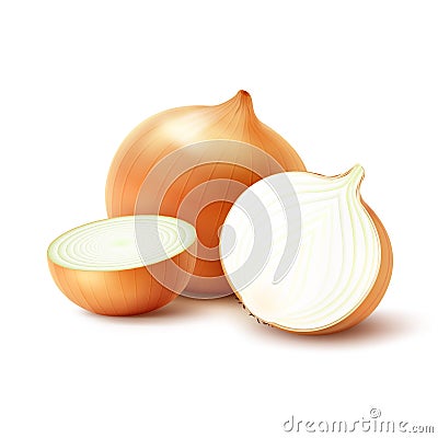 Vector Whole and Sliced Yellow Onion Bulbs Close up Isolated on White Background Vector Illustration