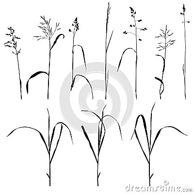 Vector wild cereal plants Vector Illustration