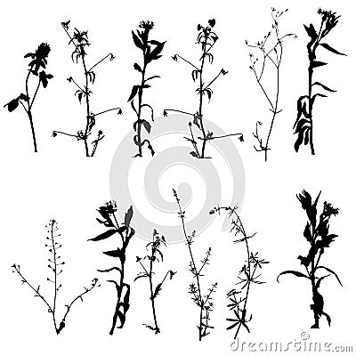 Vector wild plants silhouettes Vector Illustration