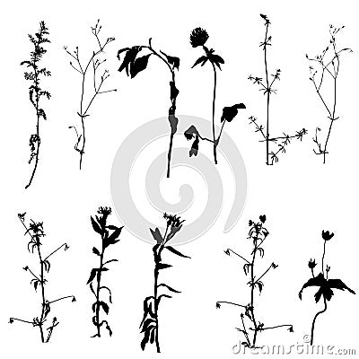 Vector wild plants silhouettes Vector Illustration