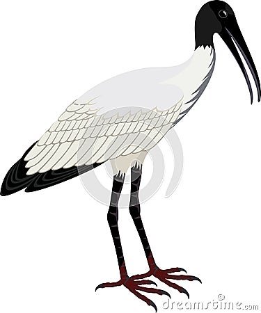 Vector Wood stork Mycteria americana Vector Illustration