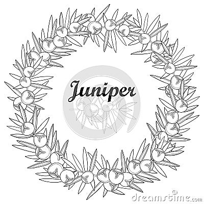 Vector wreath with outline Juniper or Juniperus communis. Berry and pine in black isolated on white background. Coniferous tree. Vector Illustration