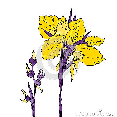 Vector yellow decorative Iris flower Vector Illustration