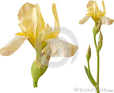 Vector yellow iris. Vector Illustration