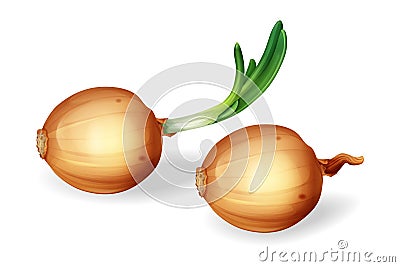 Vector yellow onion bulb with green sprout set Vector Illustration