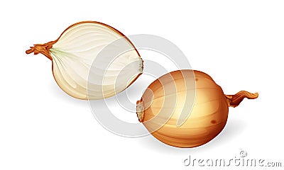 Vector yellow onion bulb with sliced half set Vector Illustration