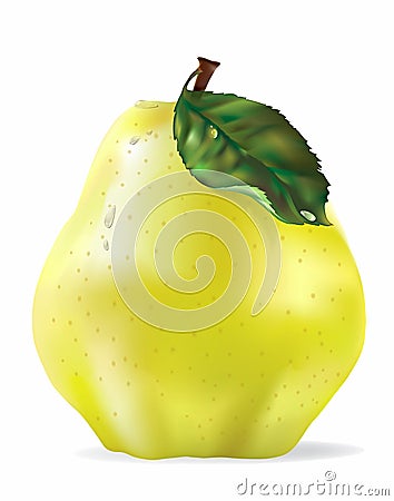 Vector Yellow Quince With Drops Isolated Cartoon Illustration