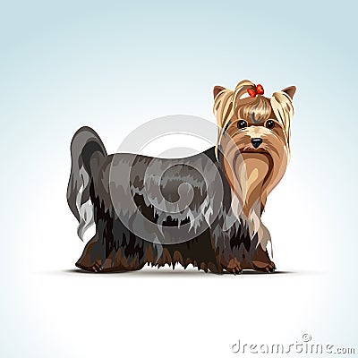 Vector Yorkshire Terrier Dog Vector Illustration