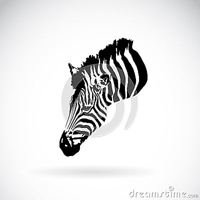 Vector of an zebra head on white background. Vector Illustration