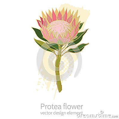 Protea flower. Hand drawn design element on white background. Vector Illustration