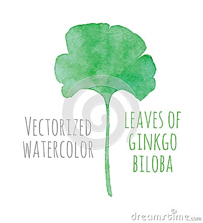 Vectorized watercolor hand drawing eaf of Ginkgo Vector Illustration