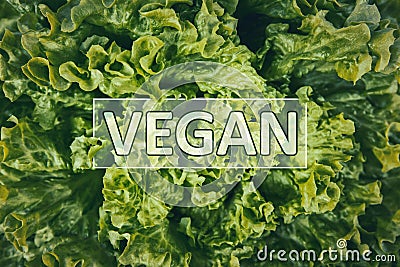 Vegan text on a bunch of fresh, green batavia lettuce salad leaves. Bio food, healthy diet symbol. Organic vegetarian nutrition, Stock Photo