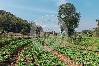 Vegetable in the backyard garden. Stock Photo