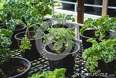 Vegetable bed boxes with soil in the cafe organic garden Stock Photo