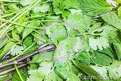 Vegetable Coriander and Sweet Basil Stock Photo