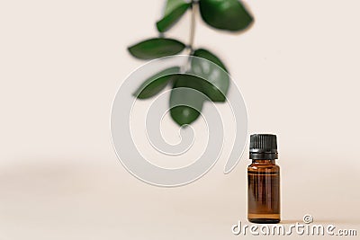 Vegetable cosmetics for body care in beauty salons. Bottle with aromatic natural oil on a beige background with green zamiokulkas Stock Photo