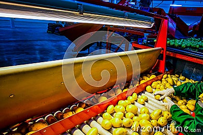 Vegetable factory - Potato sorting, processing and packing Editorial Stock Photo