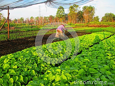 Vegetable farmer in West Kalimantan, Indonesia Editorial Stock Photo