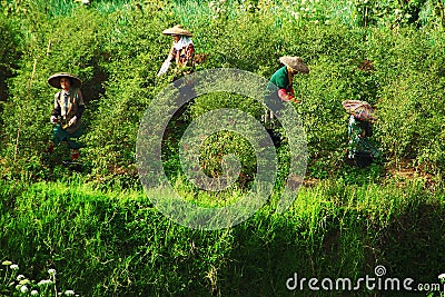 Peas Farmer Traditional In West Java, Indonesia Editorial Stock Photo