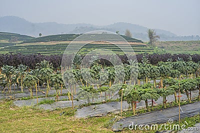 Vegetable Farming Stock Photo