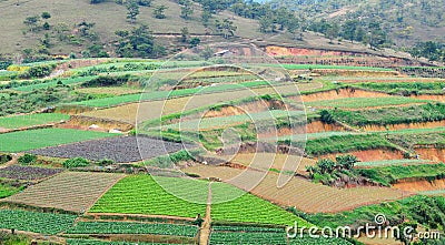 Vegetable fields on the hill in Daklak, Vietnam Stock Photo