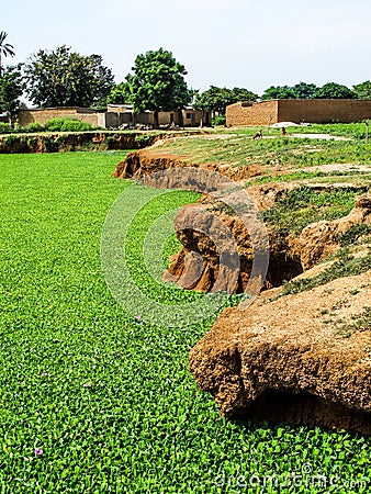 Nigerian vegetable fields in the summer Stock Photo