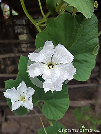 The vegetable flowers ..flower colour is write Stock Photo