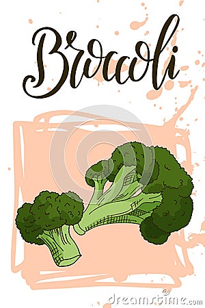 Vegetable food banner. Broccoli sketch. Organic food poster. Vector illustration Vector Illustration