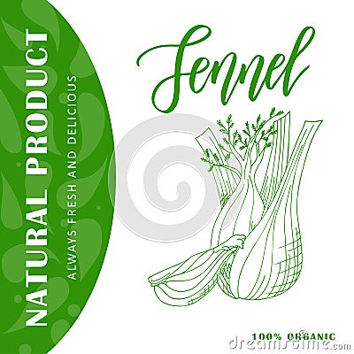 Vegetable food banner. Fennel sketch. Organic food poster. Vector illustration Vector Illustration