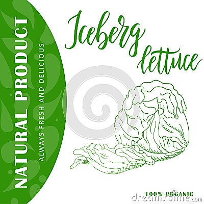 Vegetable food banner. Iceberg lettuce sketch. Organic food poster. Vector illustration Vector Illustration