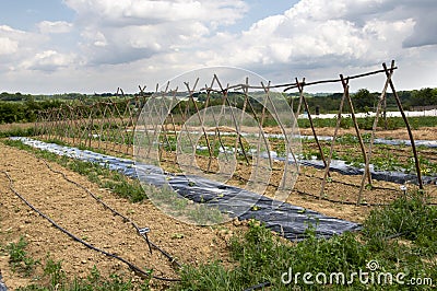 Vegetable garden Stock Photo