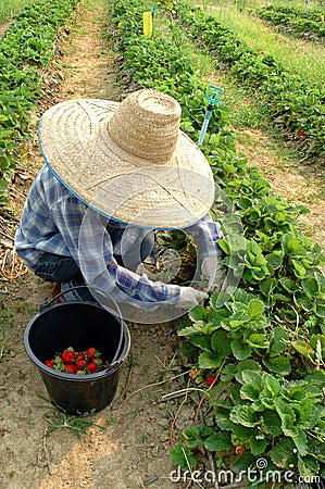 Vegetable garden Stock Photo