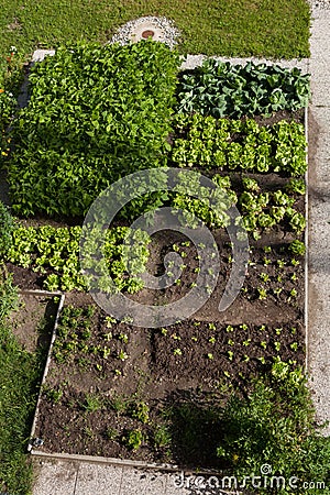 Vegetable garden Stock Photo