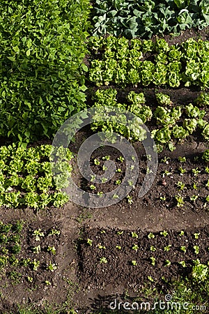 Vegetable garden Stock Photo