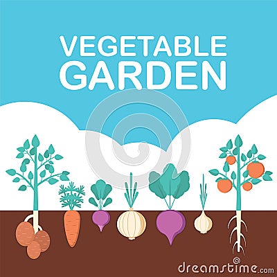 Vegetable garden banner. Organic and healthy food. Poster with root veggies. Vector Illustration