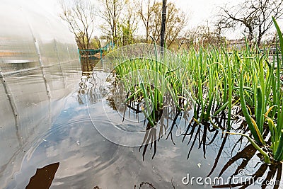 Vegetable Garden Bed with green onion In Water During Spring Flood floodwaters during natural disaster. Water deluge Stock Photo