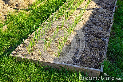 Vegetable garden bed with growing garlic and dry grass mulch, evening sunset lighting.Spring vegetable garden Stock Photo