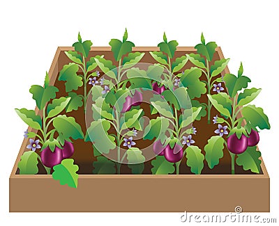 Vegetable garden with cultivated eggplant, brinjal plants. All plants are bearing ripe, fresh brinjals - Vector Stock Photo